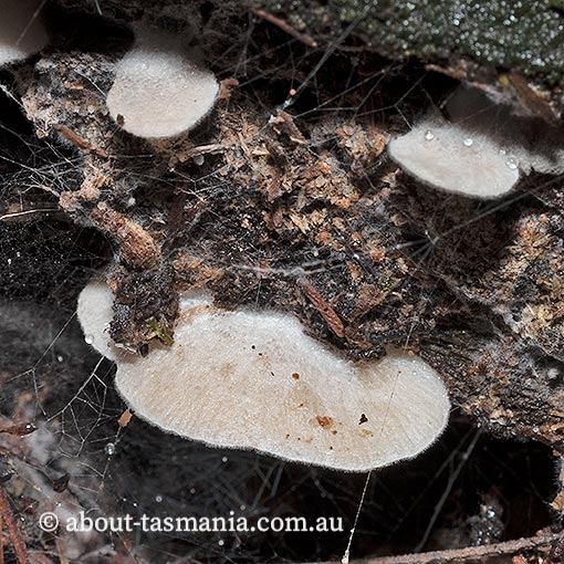 Entoloma pitereka, Tasmania, fungi