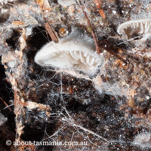 Entoloma pitereka, Tasmania, fungi