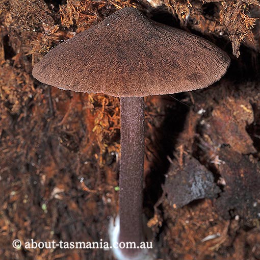Entoloma porphyrescens, Tasmania, fungi