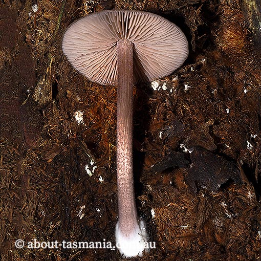 Entoloma porphyrescens, Tasmania, fungi