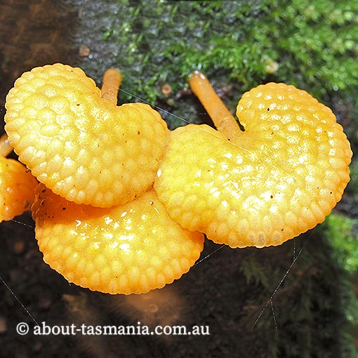 Favolaschia-calocera Favolaschia calocera, Tasmania, fungi
