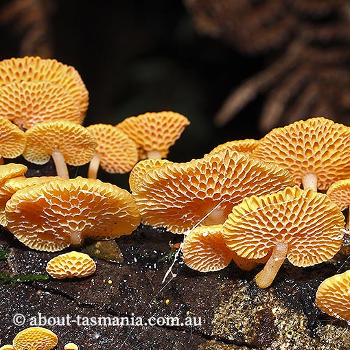 Favolaschia-calocera2 Favolaschia calocera, Tasmania, fungi