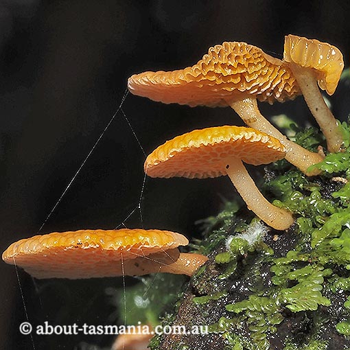 Favolaschia-calocera4 Favolaschia calocera, Tasmania, fungi