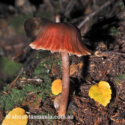 Laccaria 'species A', Tasmania, fungi
