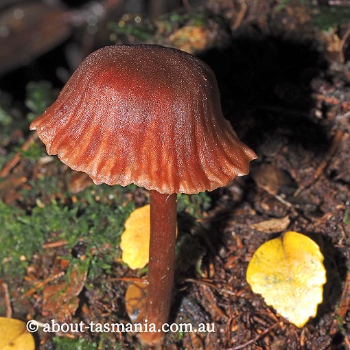 Laccaria 'species A', Tasmania, fungi