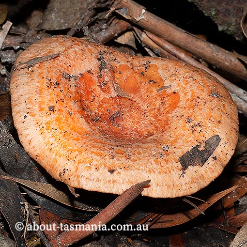 Lactarius deliciosus, Saffron milk cap, Tasmania, fungi