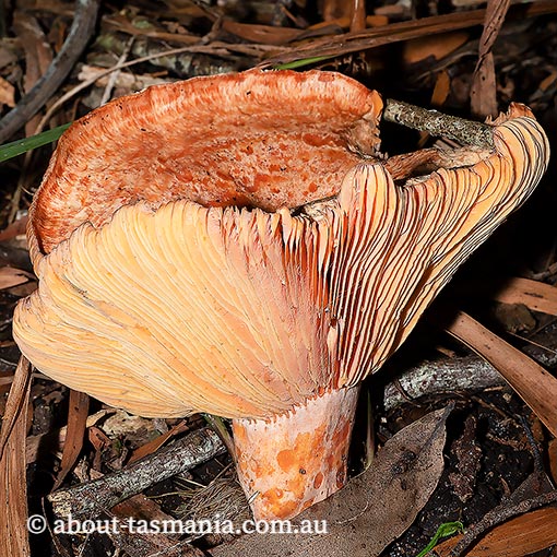 Lactarius deliciosus, Saffron milk cap, Tasmania, fungi