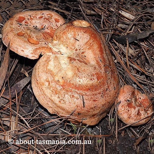 Lactarius deliciosus, Saffron milk cap, Tasmania, fungi
