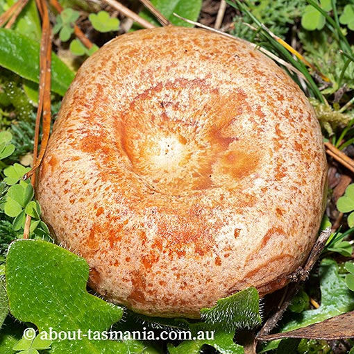 Lactarius deliciosus, Saffron milk cap, Tasmania, fungi