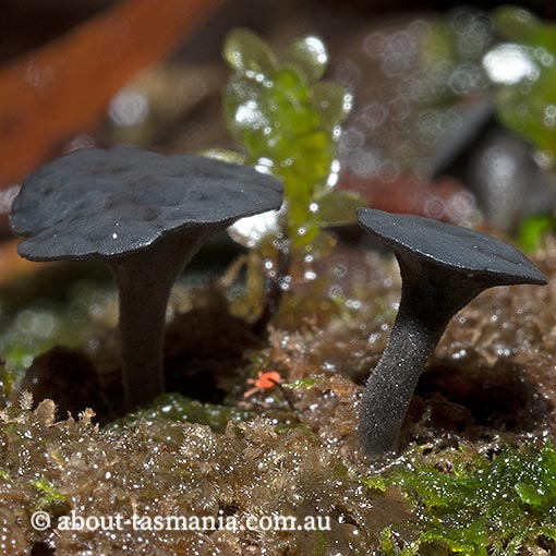 Lanzia lanaripes, Tasmania, fungi