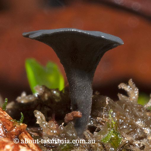 Lanzia lanaripes, Tasmania, fungi