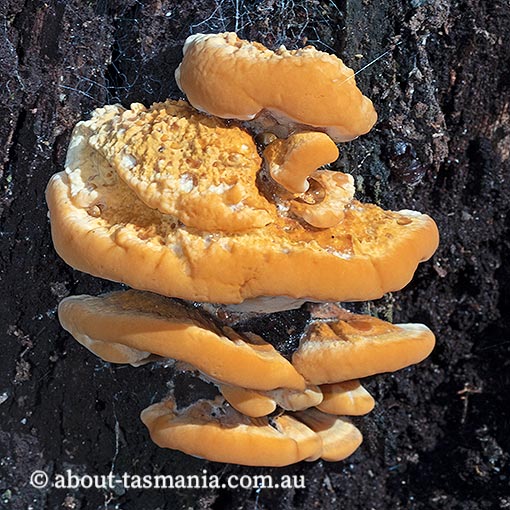 Phaeolus schweinitzii, Tasmania, fungi