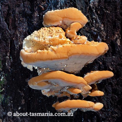 Phaeolus schweinitzii, Tasmania, fungi
