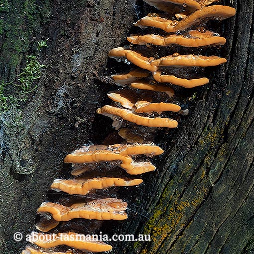 Phaeolus schweinitzii, Tasmania, fungi