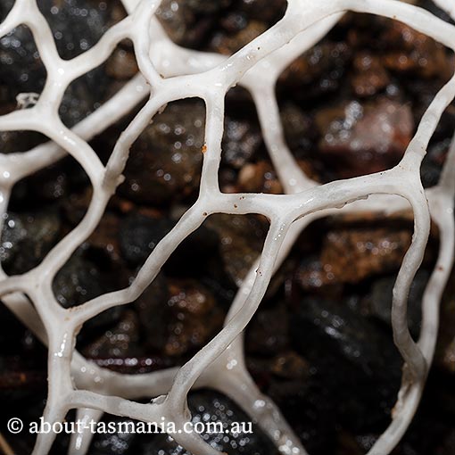 Ileodictyon gracile, Tasmania, fungi