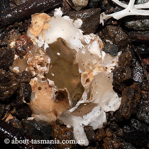 Ileodictyon gracile, Tasmania, fungi