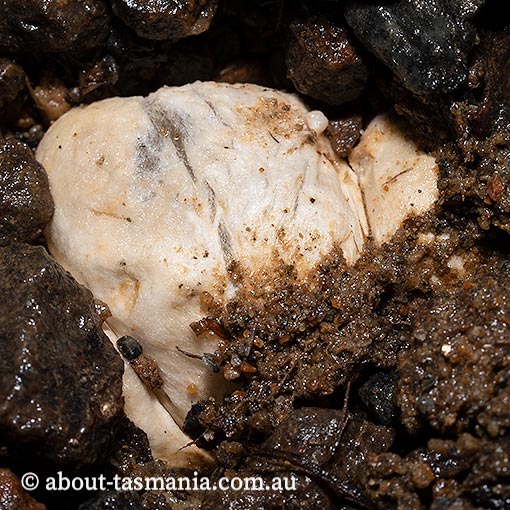 Ileodictyon gracile, Tasmania, fungi