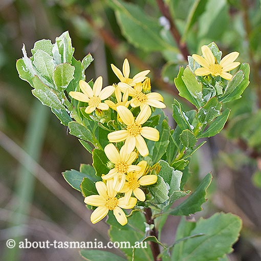 Chrysanthemoides monilifera ssp. monilifera, Boneseed, introduced invasive weed, Tasmania