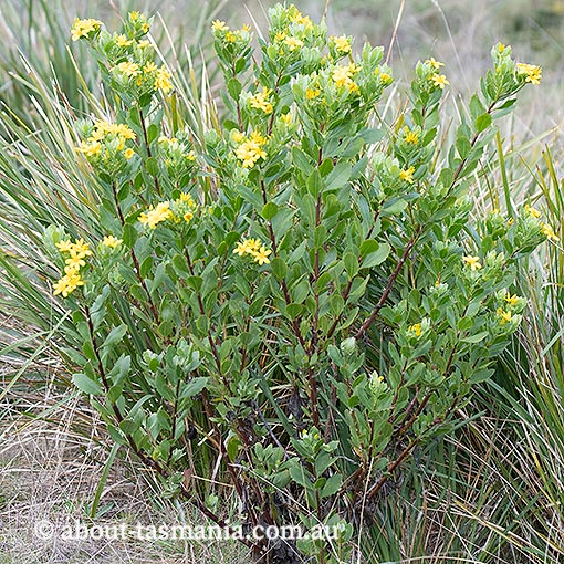 Chrysanthemoides monilifera ssp. monilifera, Boneseed, introduced invasive weed, Tasmania