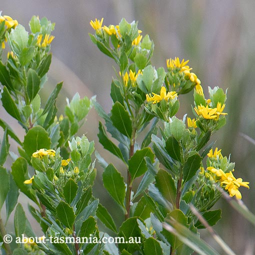 Chrysanthemoides monilifera ssp. monilifera, Boneseed, introduced invasive weed, Tasmania