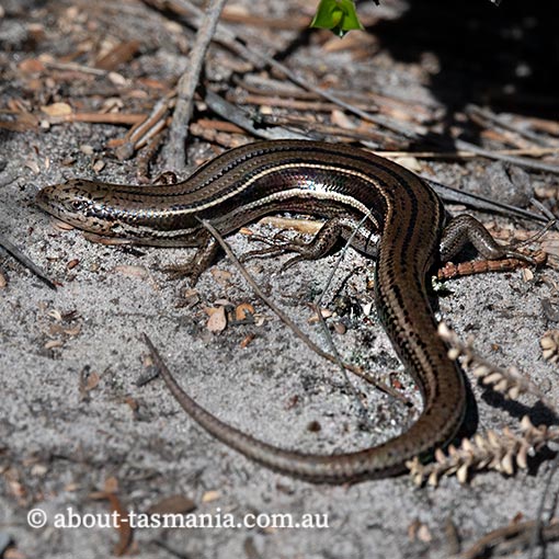 Three-lined skink, Acritoscincus duperreyi, Tasmania