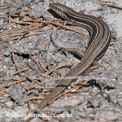 Three-lined skink, Acritoscincus duperreyi, Tasmania