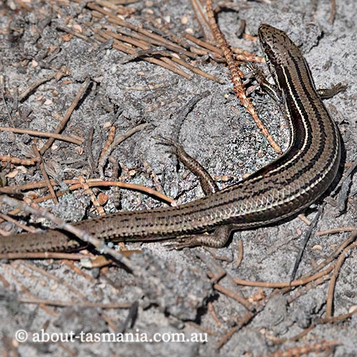 Three-lined skink, Acritoscincus duperreyi, Tasmania