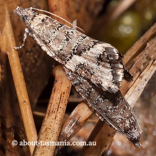 Capua pentazona, Tortricidae, Tasmania, moth