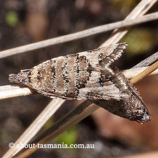 Capua pentazona, Tortricidae, Tasmania, moth