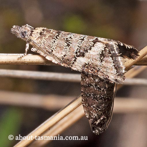 Capua pentazona, Tortricidae, Tasmania, moth