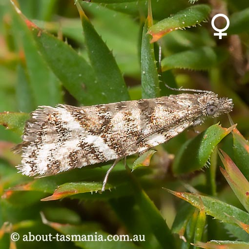 Capua pentazona, Tortricidae, Tasmania, moth