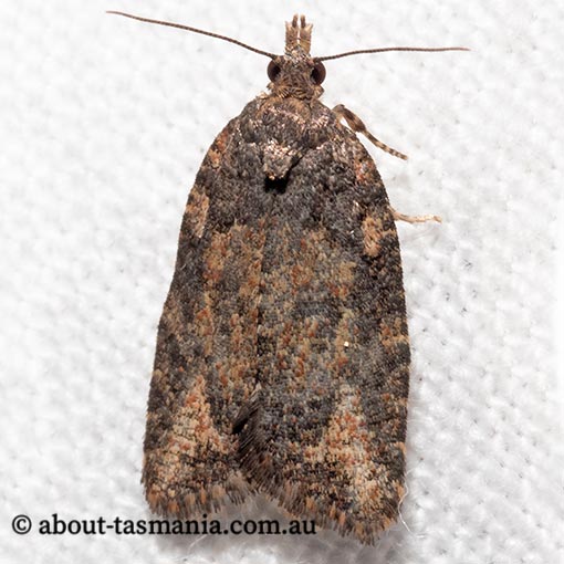 Capua dora, Tortricidae, Tasmania, moth