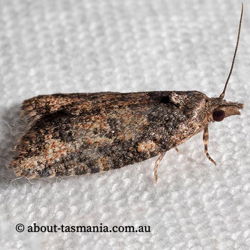 Capua dora, Tortricidae, Tasmania, moth