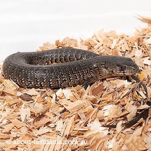 She-oak Skink, Cyclodomorphus casuarinae, Tasmania