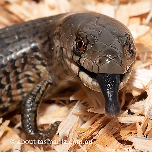 She-oak Skink, Cyclodomorphus casuarinae, Tasmania