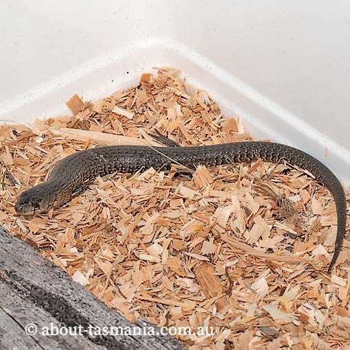 She-oak Skink, Cyclodomorphus casuarinae, Tasmania