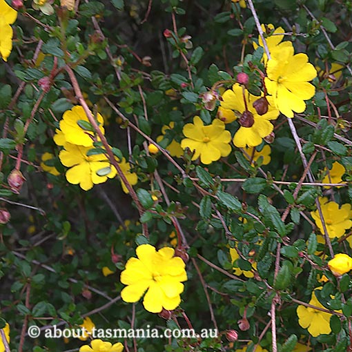 Hibbertia appressa, Tasmania