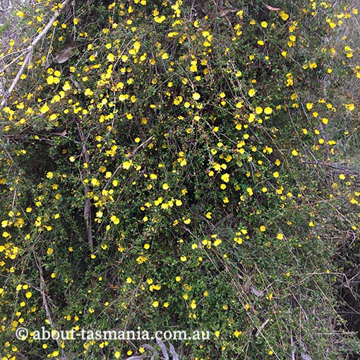 Hibbertia appressa, Tasmania