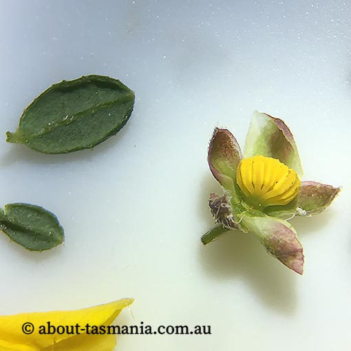 Hibbertia appressa, Tasmania
