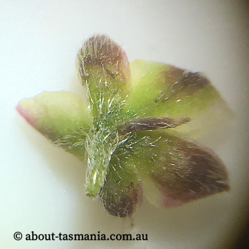 Hibbertia appressa, Tasmania