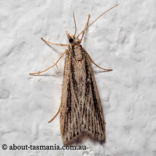 Platytes platysticha, Crambidae, Tasmania, moth