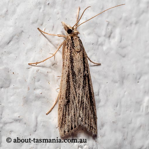 Platytes platysticha, Crambidae, Tasmania, moth