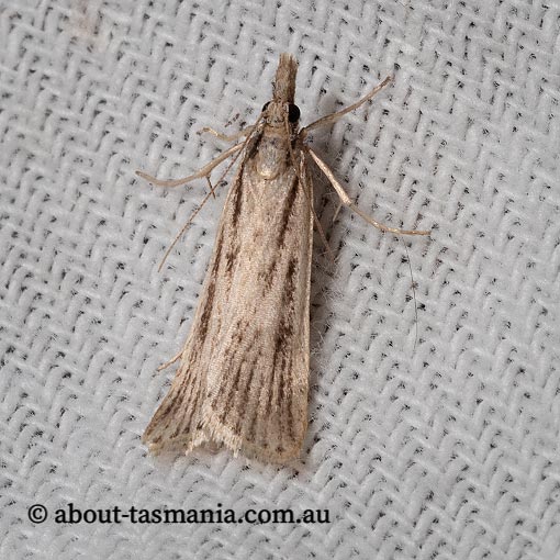 Platytes platysticha, Crambidae, Tasmania, moth