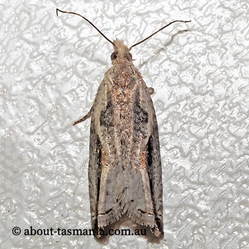 Ancylis coronopa, Tortricidae, Tasmania, moth