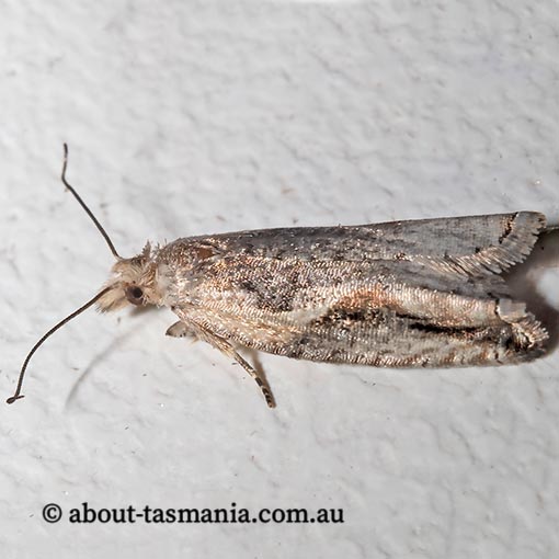 Ancylis coronopa, Tortricidae, Tasmania, moth
