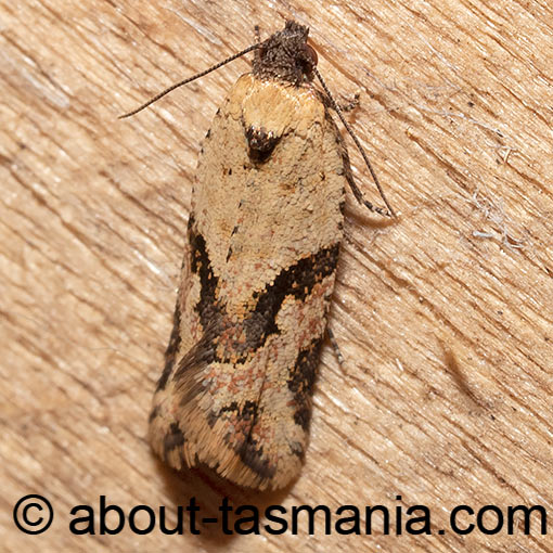 Vacuana vacuana, Tortricidae, Tasmania, moth