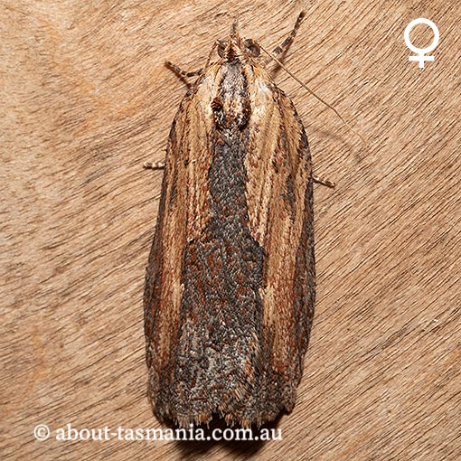 Cryptoptila immersana, Tortricidae, Tasmania, moth