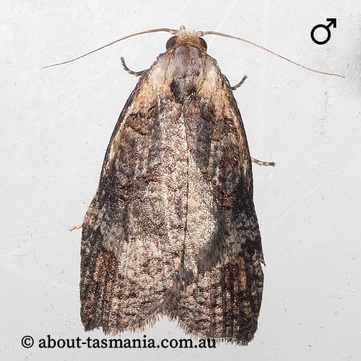 Cryptoptila immersana, Tortricidae, Tasmania, moth