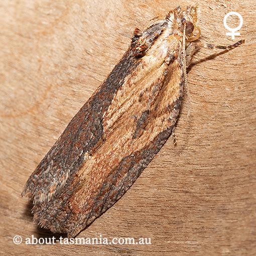 Cryptoptila immersana, Tortricidae, Tasmania, moth