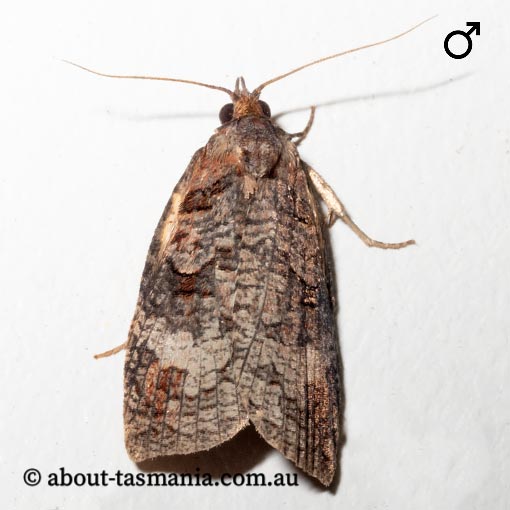 Cryptoptila immersana, Tortricidae, Tasmania, moth